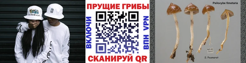 Галлюциногенные грибы Magic Shrooms  Купить где  Ковдор 